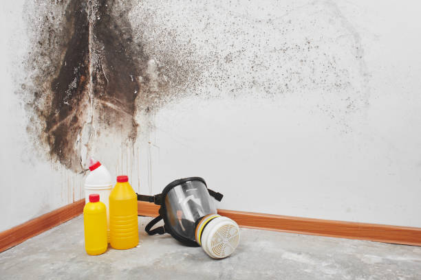 Best Mold Damage Repair  in Lindsay, CA