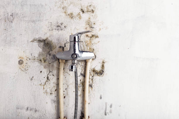 Best Fast Mold Removal  in Lindsay, CA