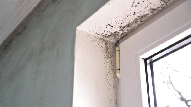 Home Mold Removal in Lindsay, CA
