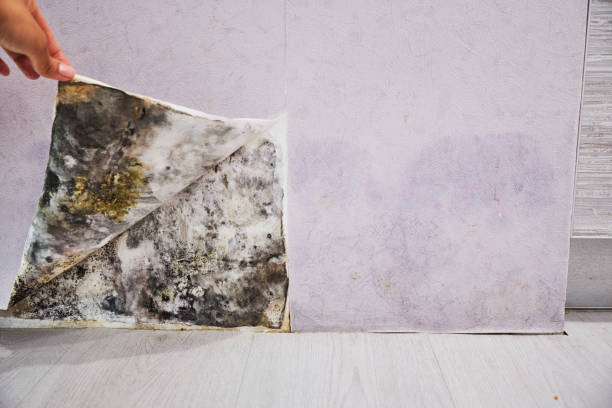 Trusted Lindsay, CA Mold Removal Experts